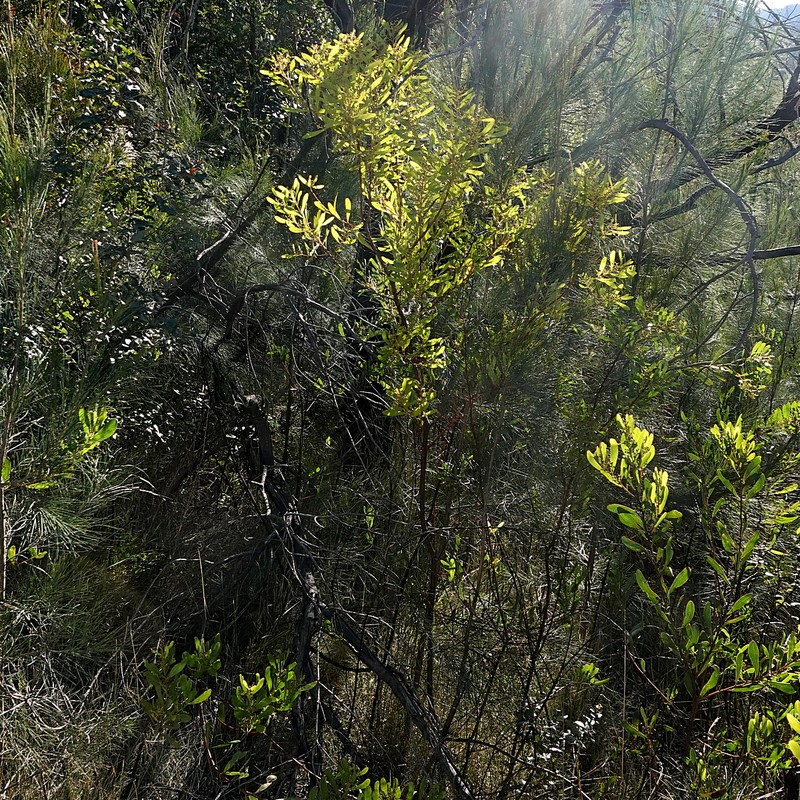 Acacia kydrensis photo 7