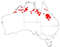 Acacia laccata