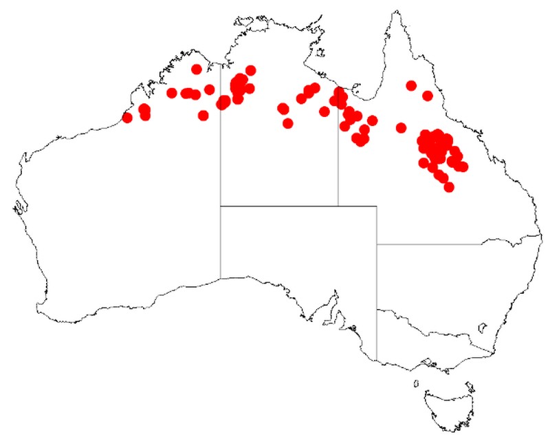 Acacia laccata