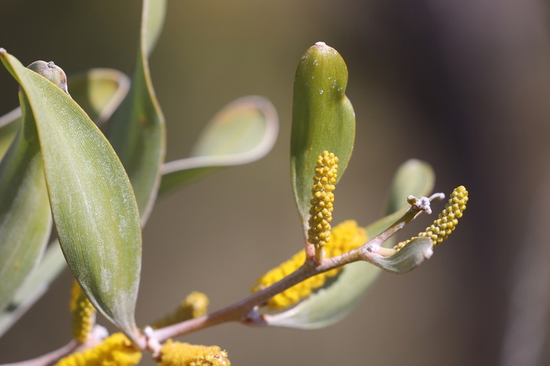 Acacia laccata photo 2