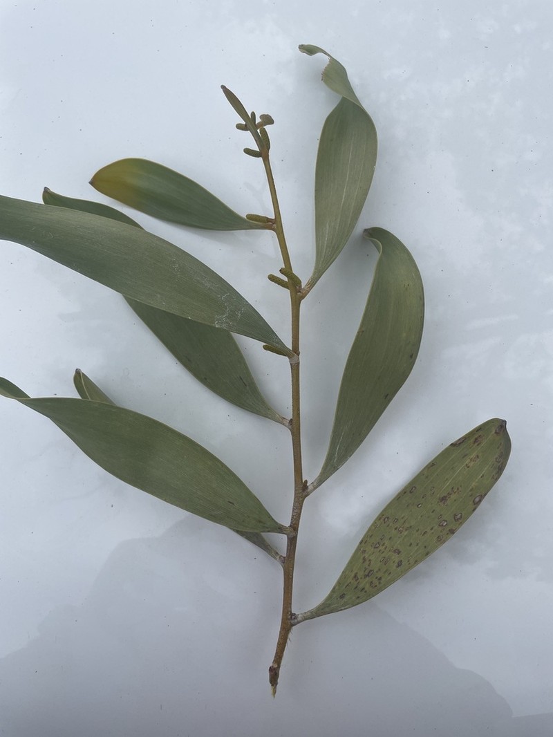 Acacia laccata photo 3