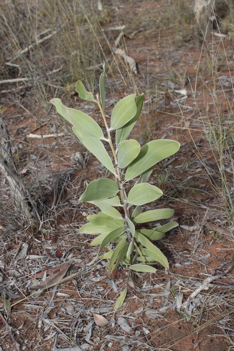 Acacia laccata photo 4