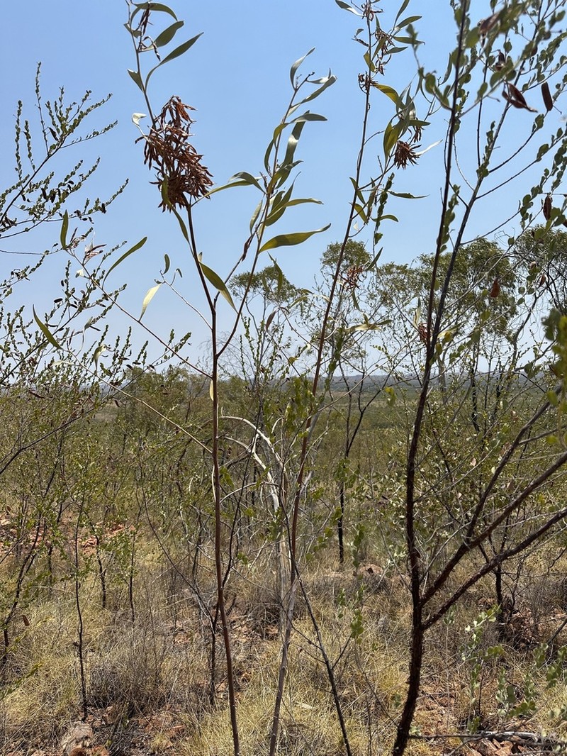 Acacia laccata photo 5