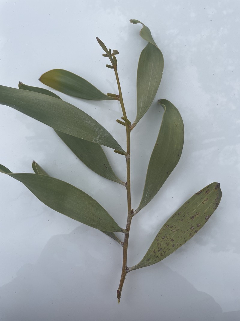 Acacia laccata photo 6