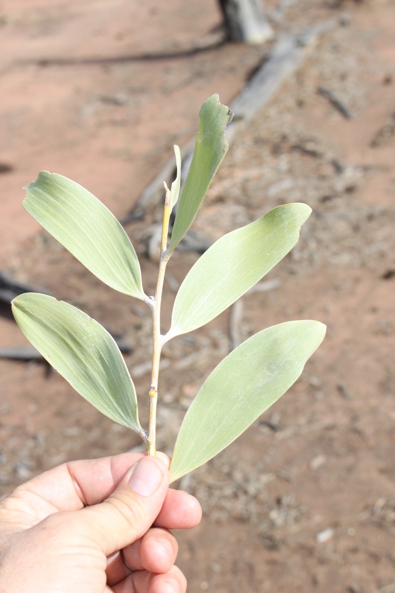 Acacia laccata photo 7
