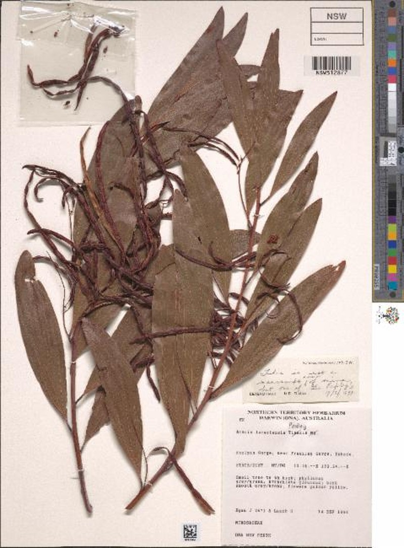 Acacia lacertensis photo 2