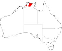 Acacia lacertensis