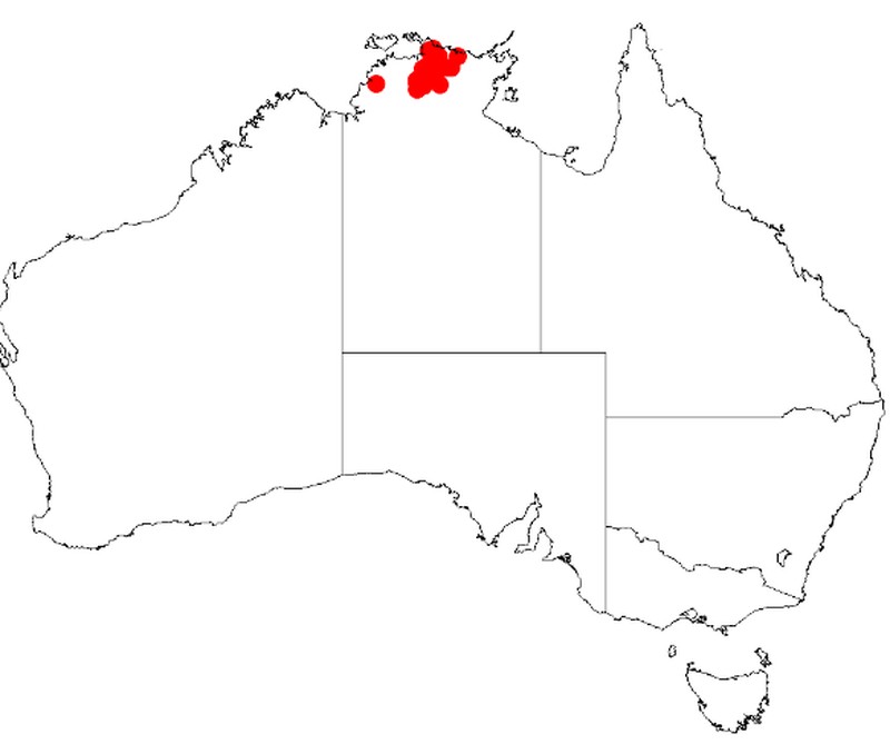 Acacia lacertensis