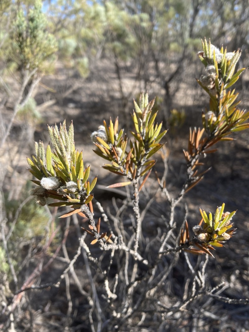 Acacia lachnocarpa