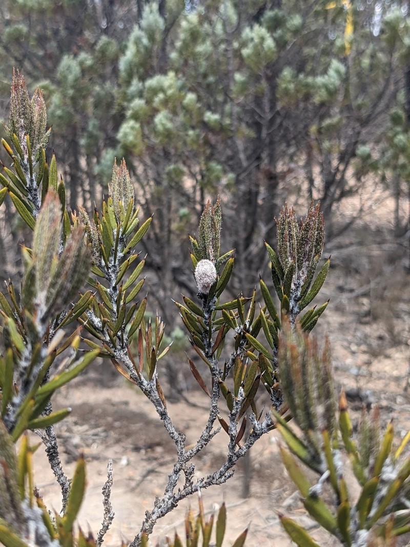 Acacia lachnocarpa photo 2