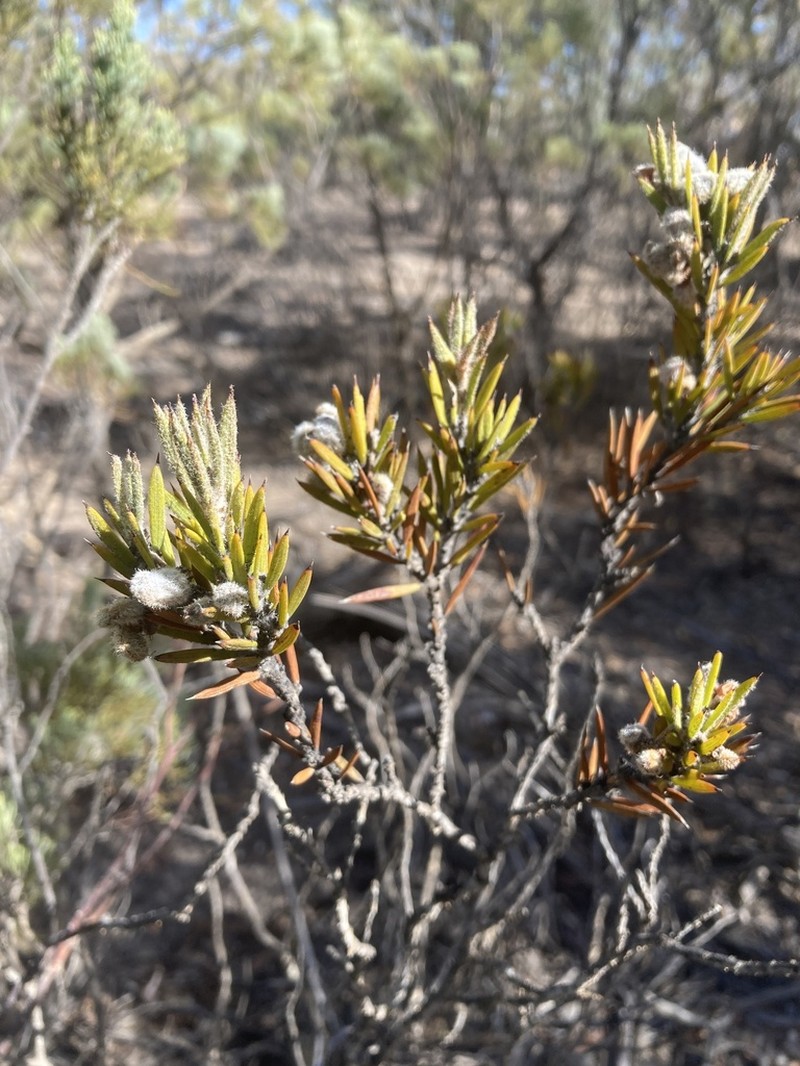 Acacia lachnocarpa photo 3