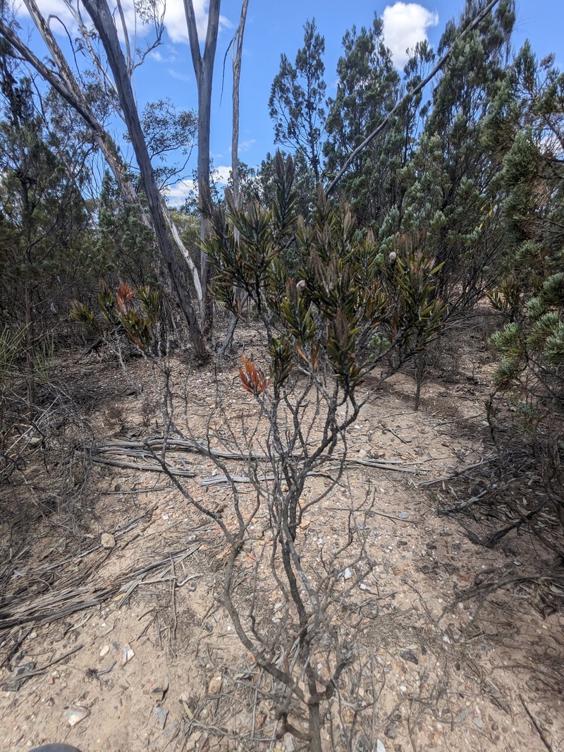 Acacia lachnocarpa photo 4