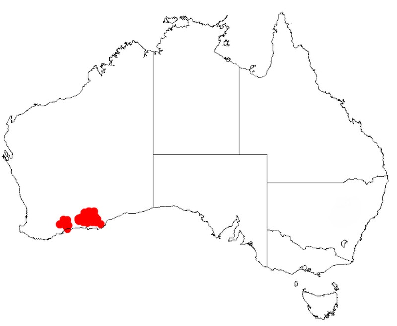 Acacia lachnophylla