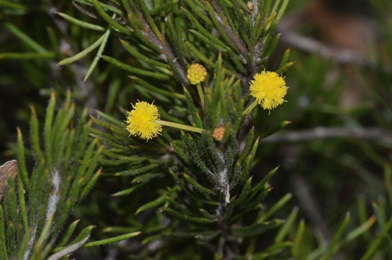 Acacia lachnophylla photo 2