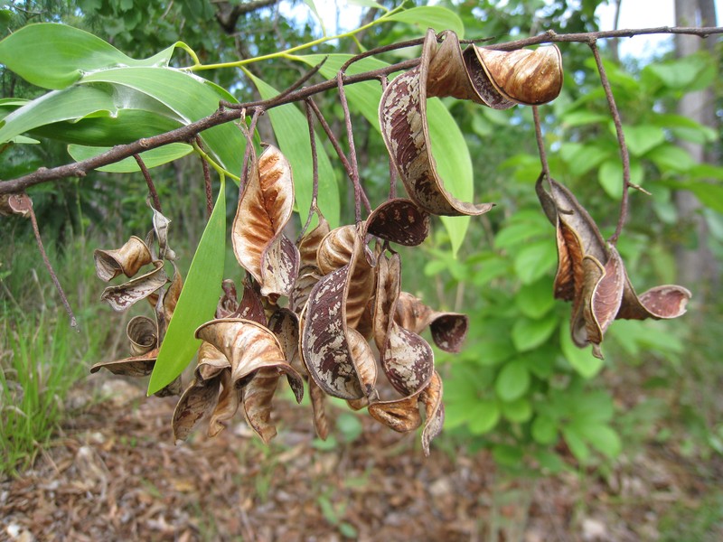 Acacia lamprocarpa