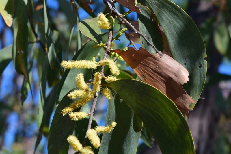Acacia lamprocarpa photo 2