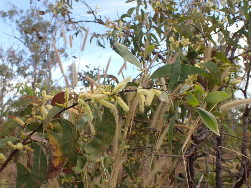 Acacia lamprocarpa photo 5