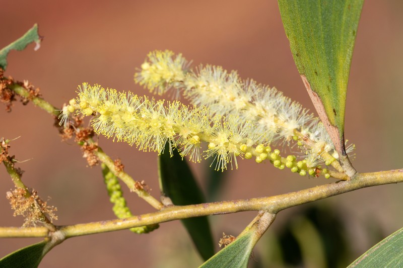 Acacia lamprocarpa photo 6
