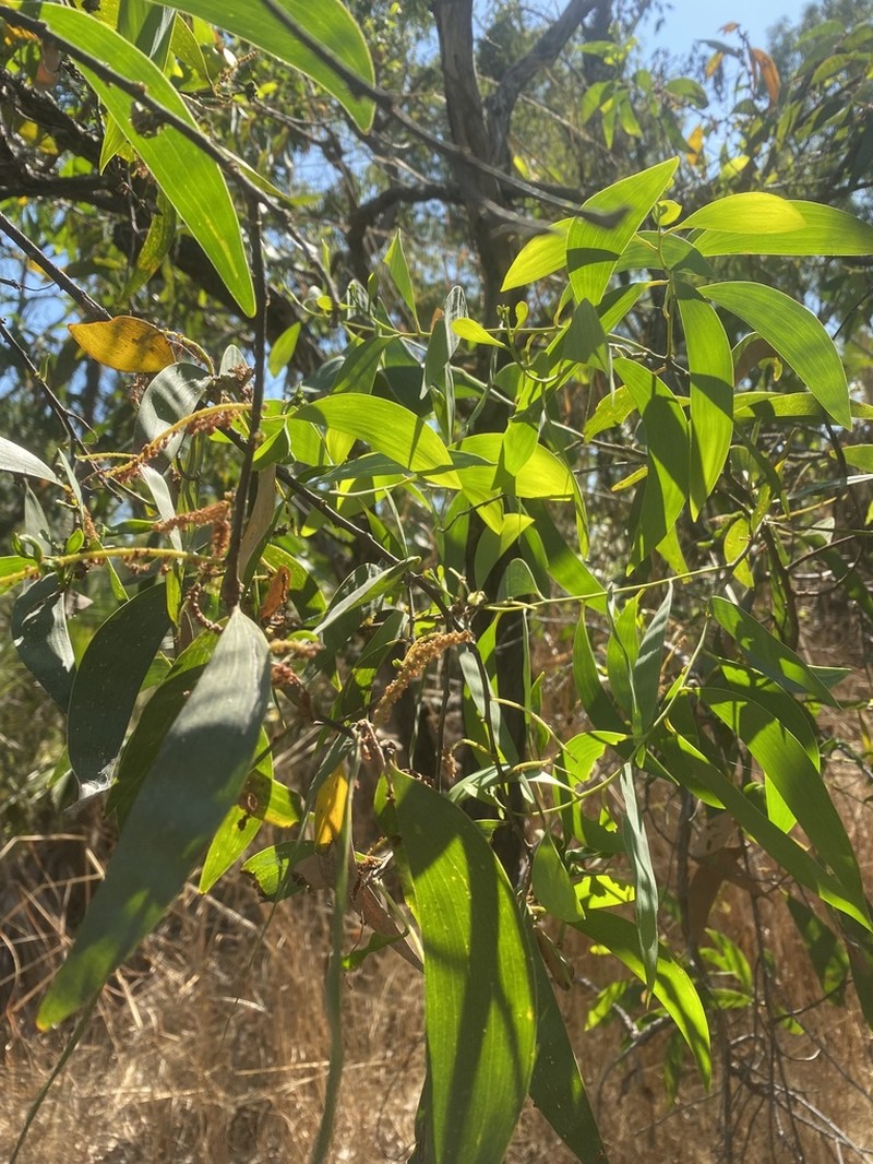 Acacia lamprocarpa photo 7