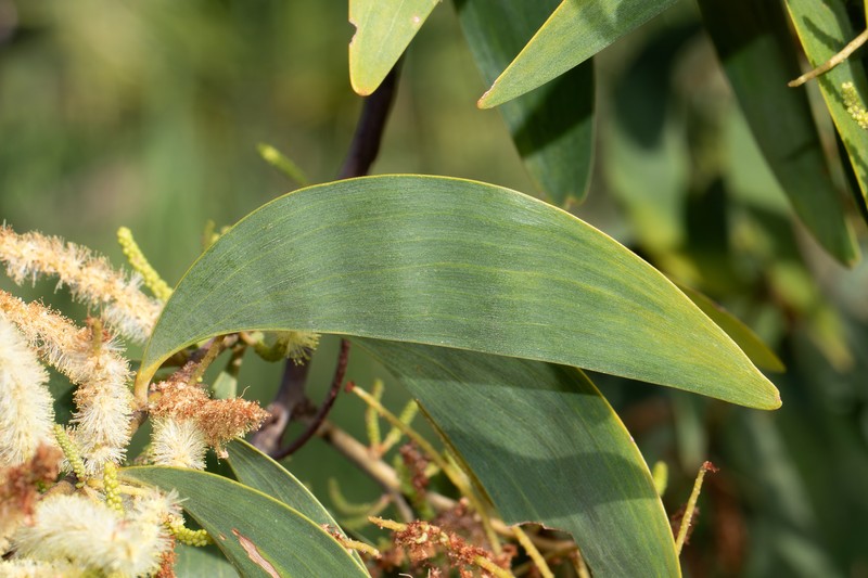 Acacia lamprocarpa photo 8