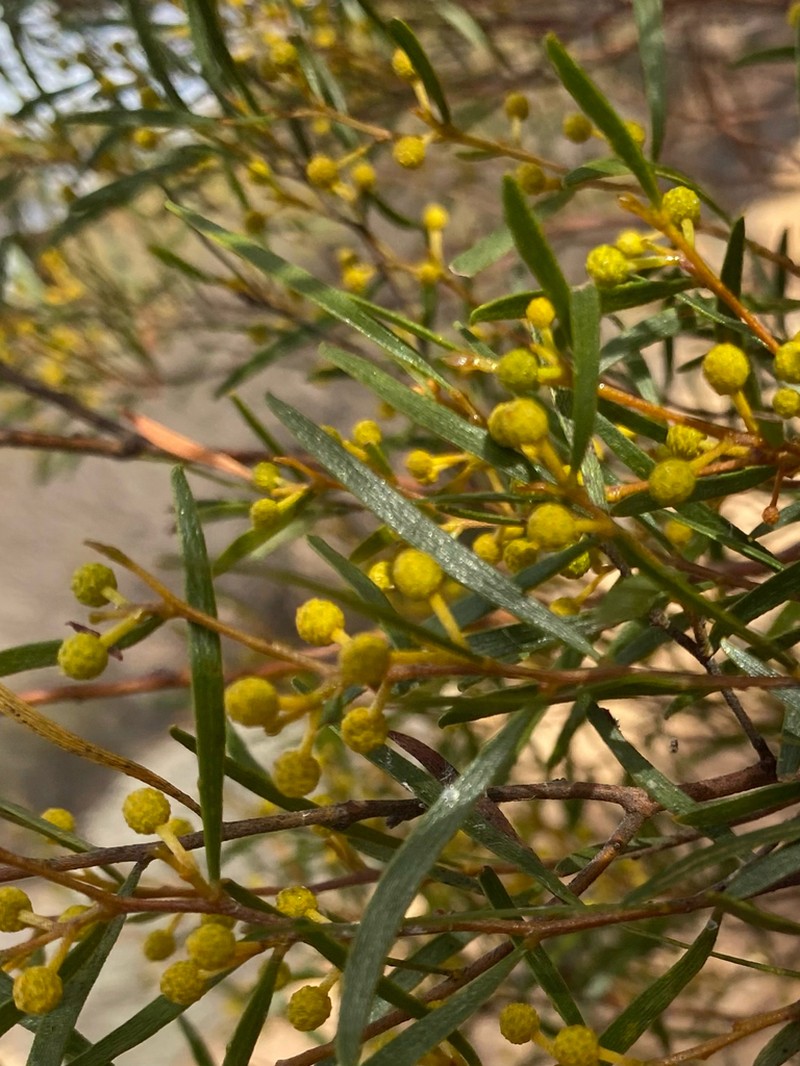 Acacia lanei photo 3