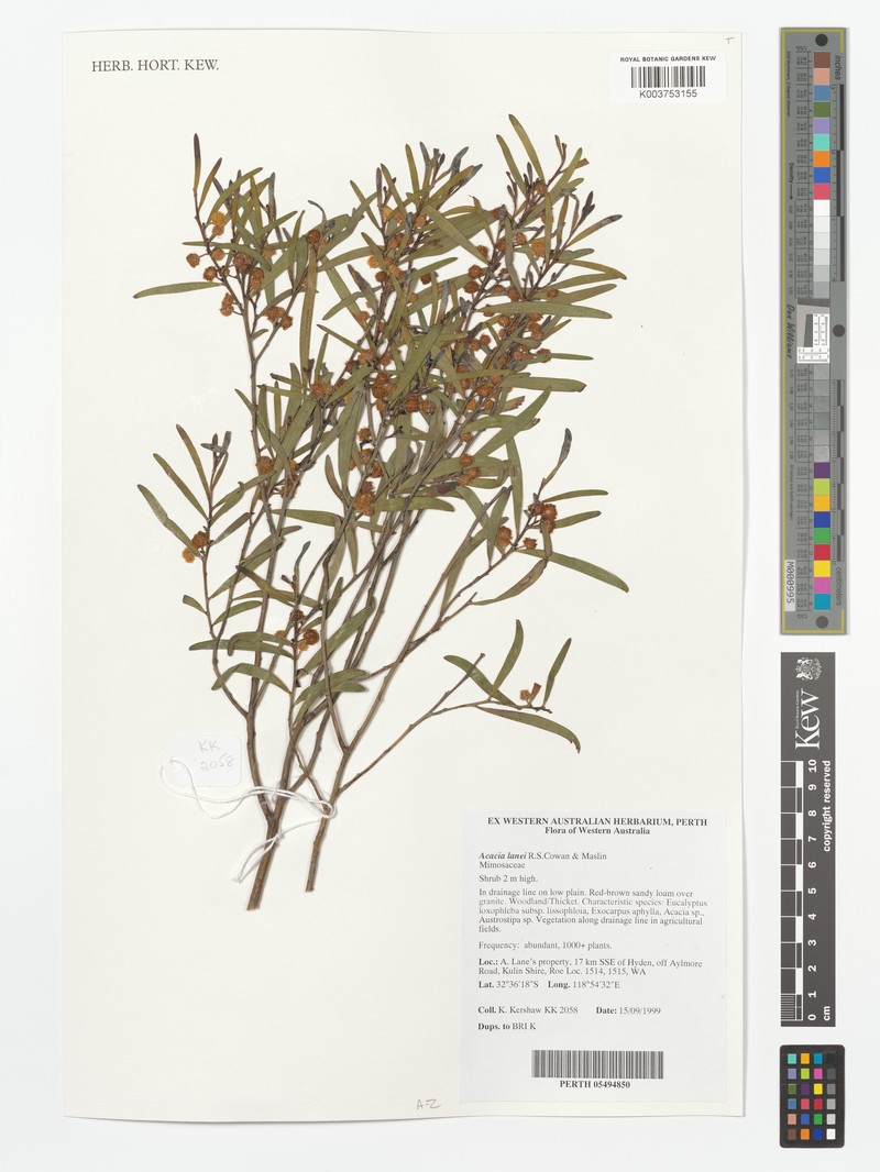 Acacia lanei photo 2