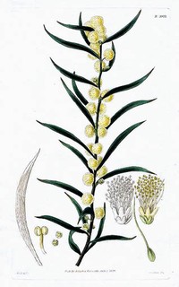 Acacia lanigera