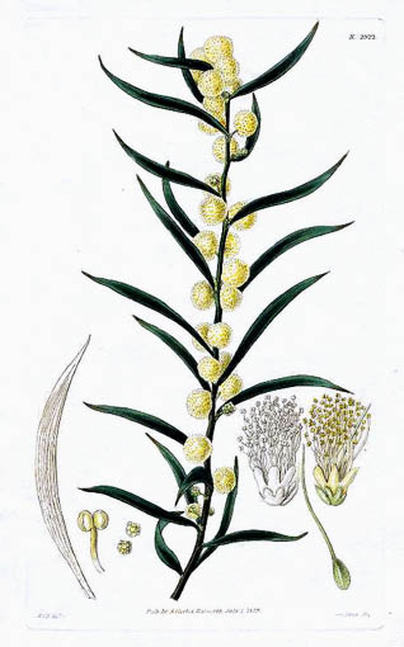 Acacia lanigera