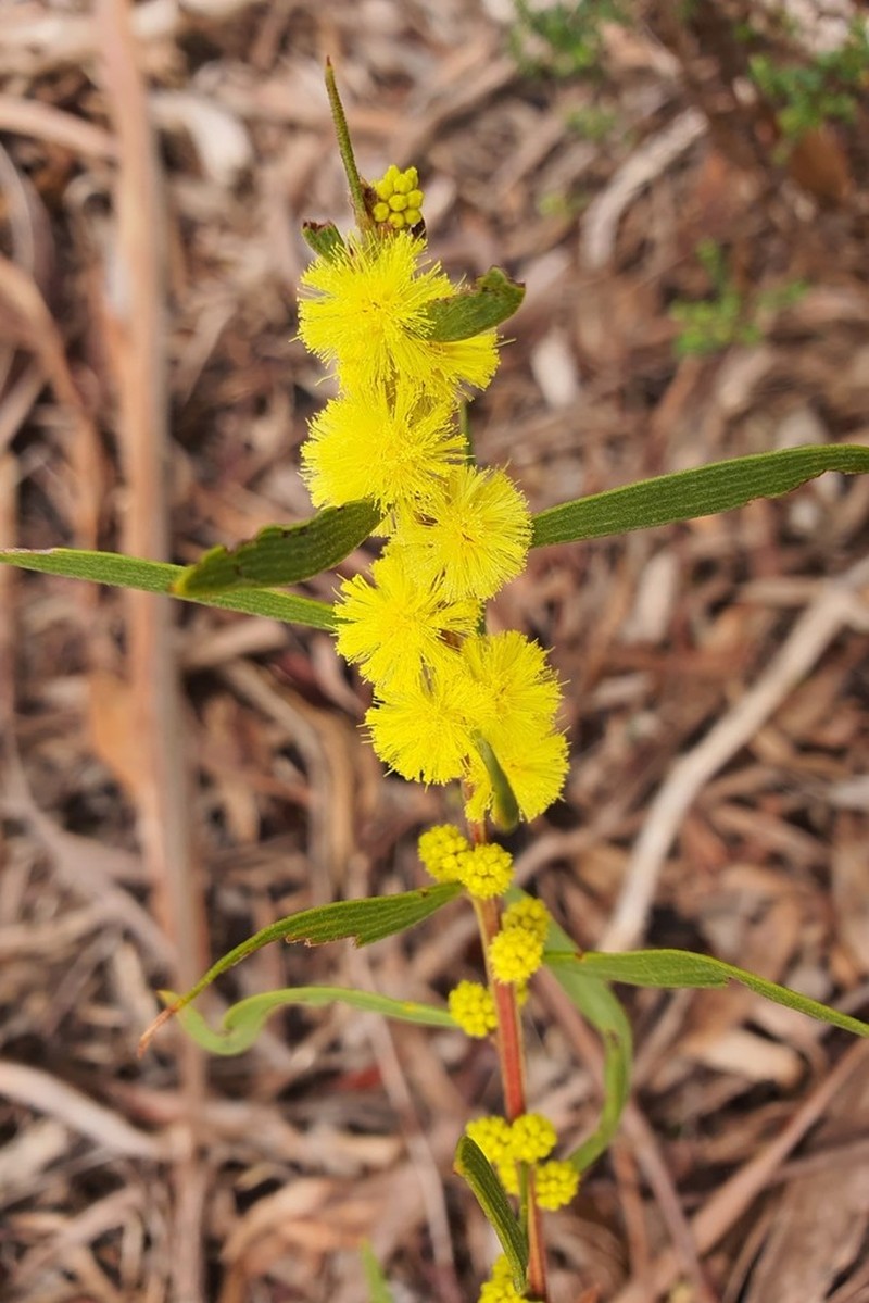 Acacia lanigera photo 2