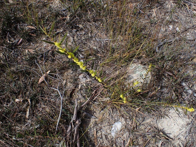 Acacia lanigera photo 3