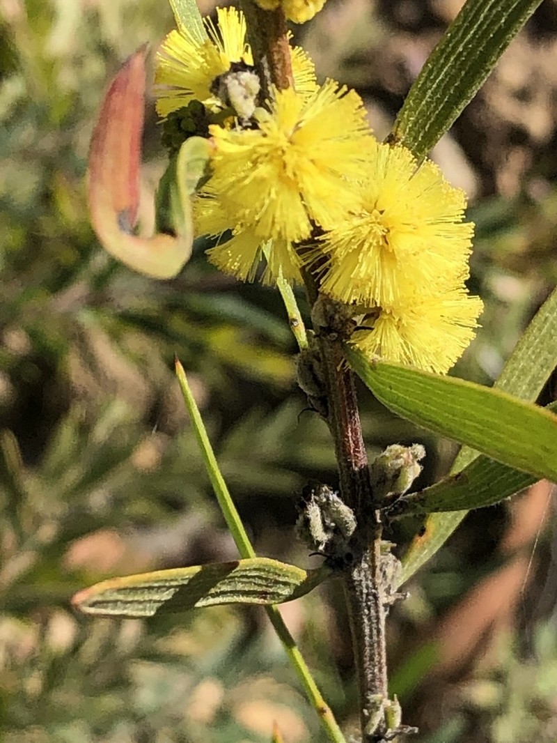 Acacia lanigera photo 4