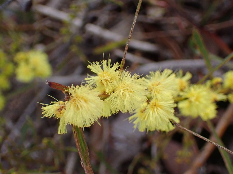Acacia lanigera photo 5