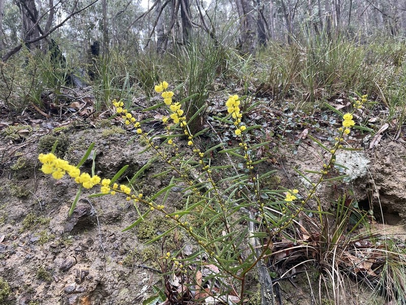 Acacia lanigera photo 7