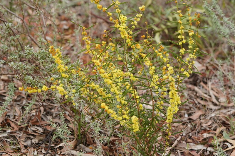 Acacia lanigera photo 8