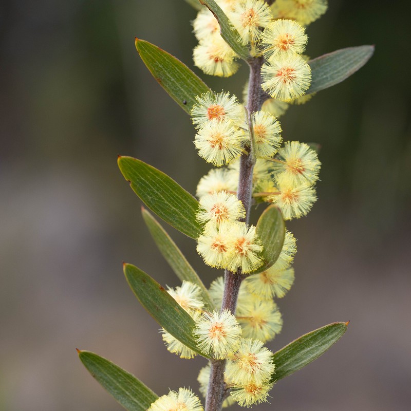 Acacia lanigera var. gracilipes