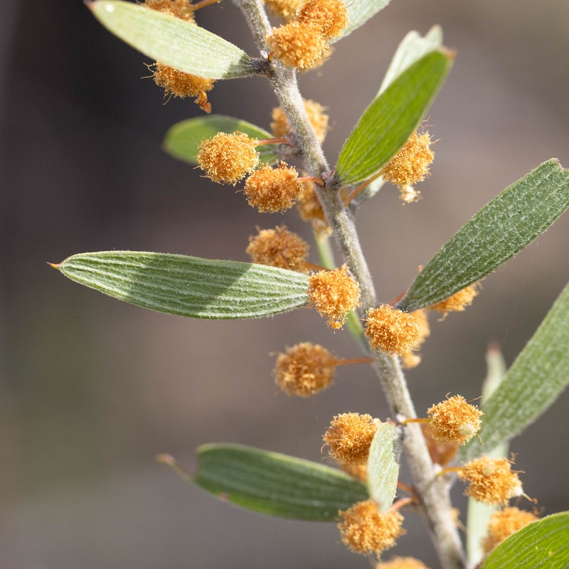 Acacia lanigera var. gracilipes photo 2