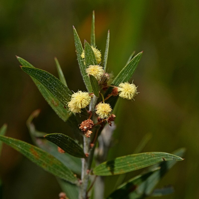 Acacia lanigera var. gracilipes photo 3