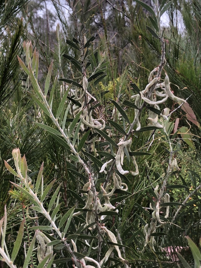 Acacia lanigera var. gracilipes photo 4