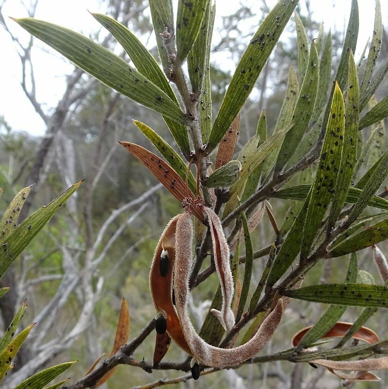 Acacia lanigera var. gracilipes photo 6