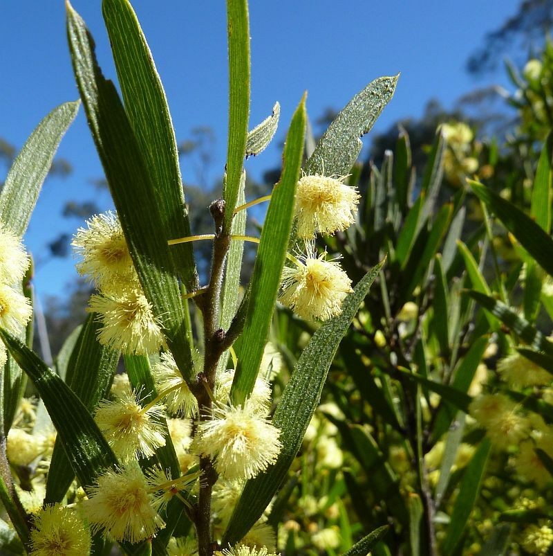 Acacia lanigera var. gracilipes photo 7