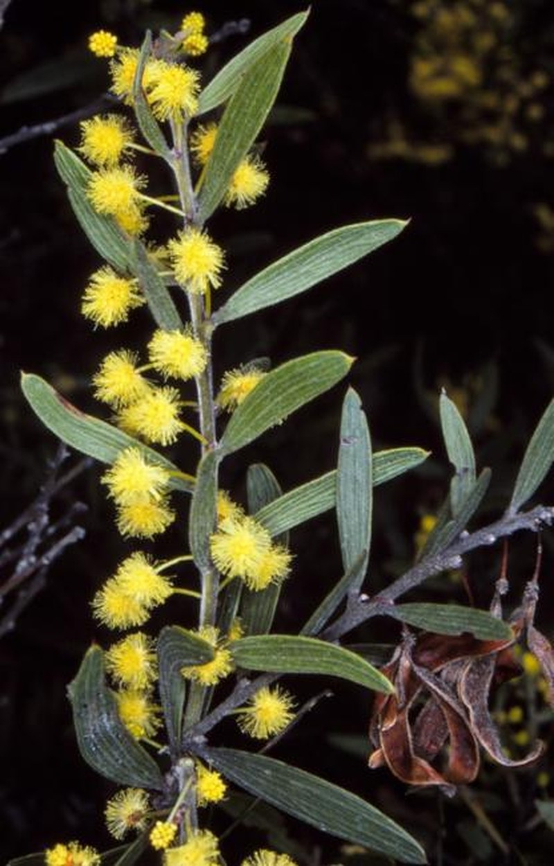 Acacia lanigera var. gracilipes photo 8