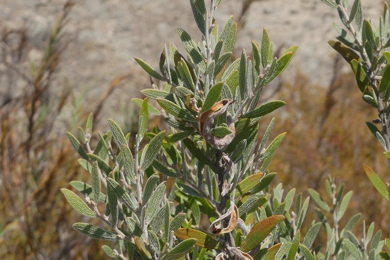 Acacia lanigera var. lanigera