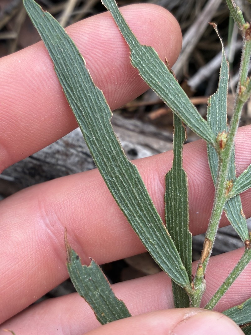 Acacia lanigera var. whanii photo 2