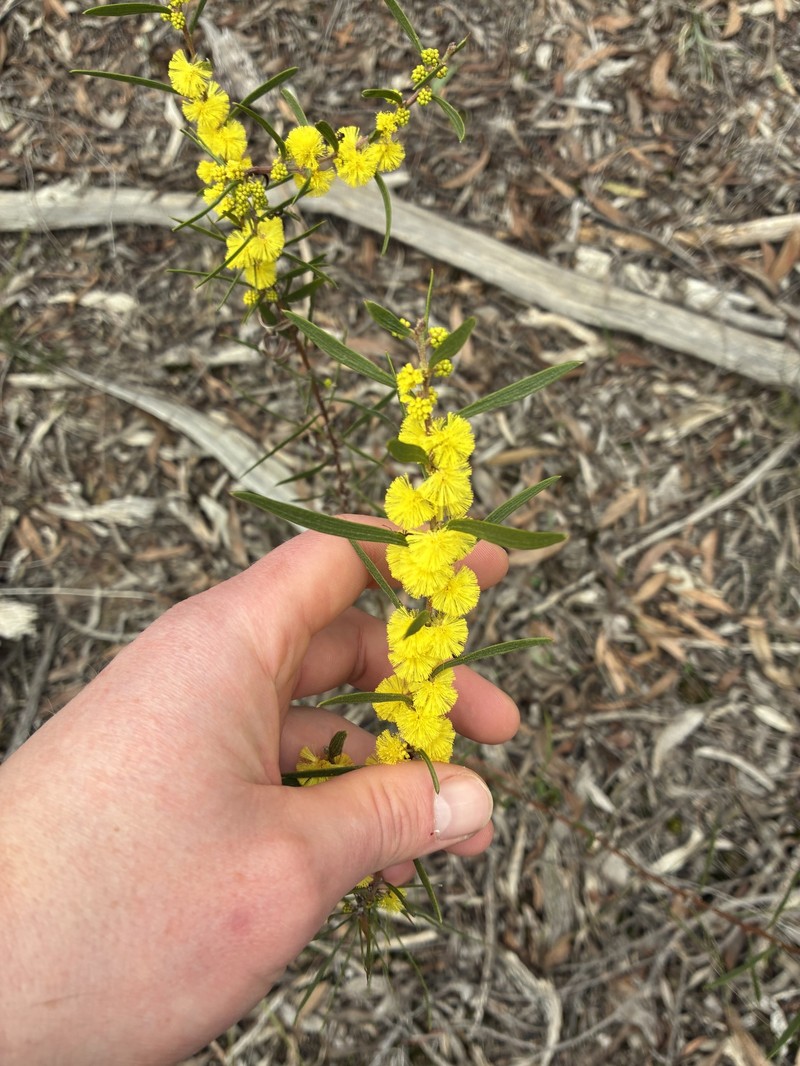 Acacia lanigera var. whanii photo 3