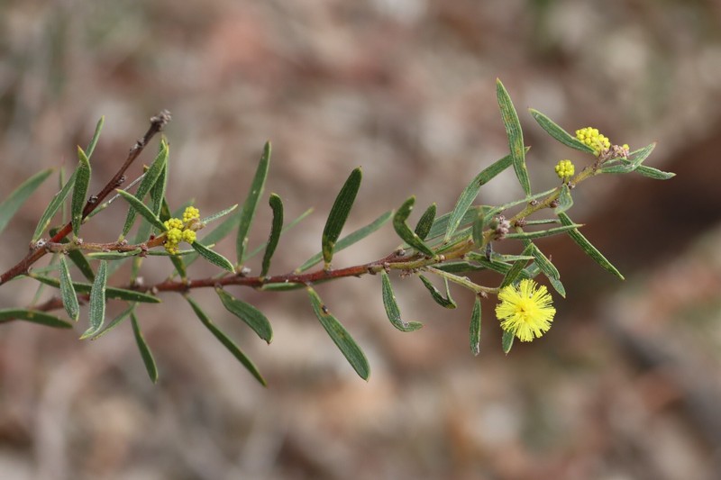 Acacia lanigera var. whanii photo 4