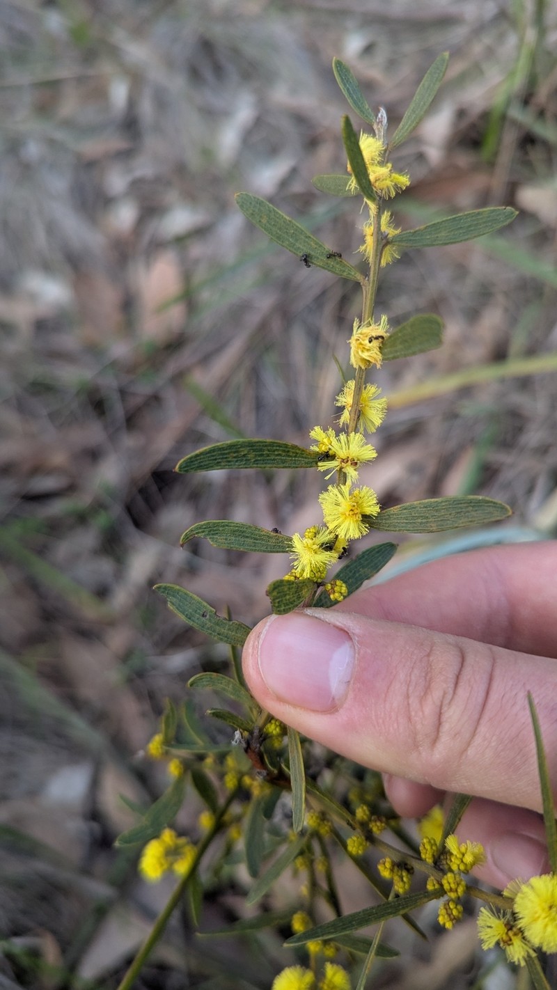 Acacia lanigera var. whanii photo 5