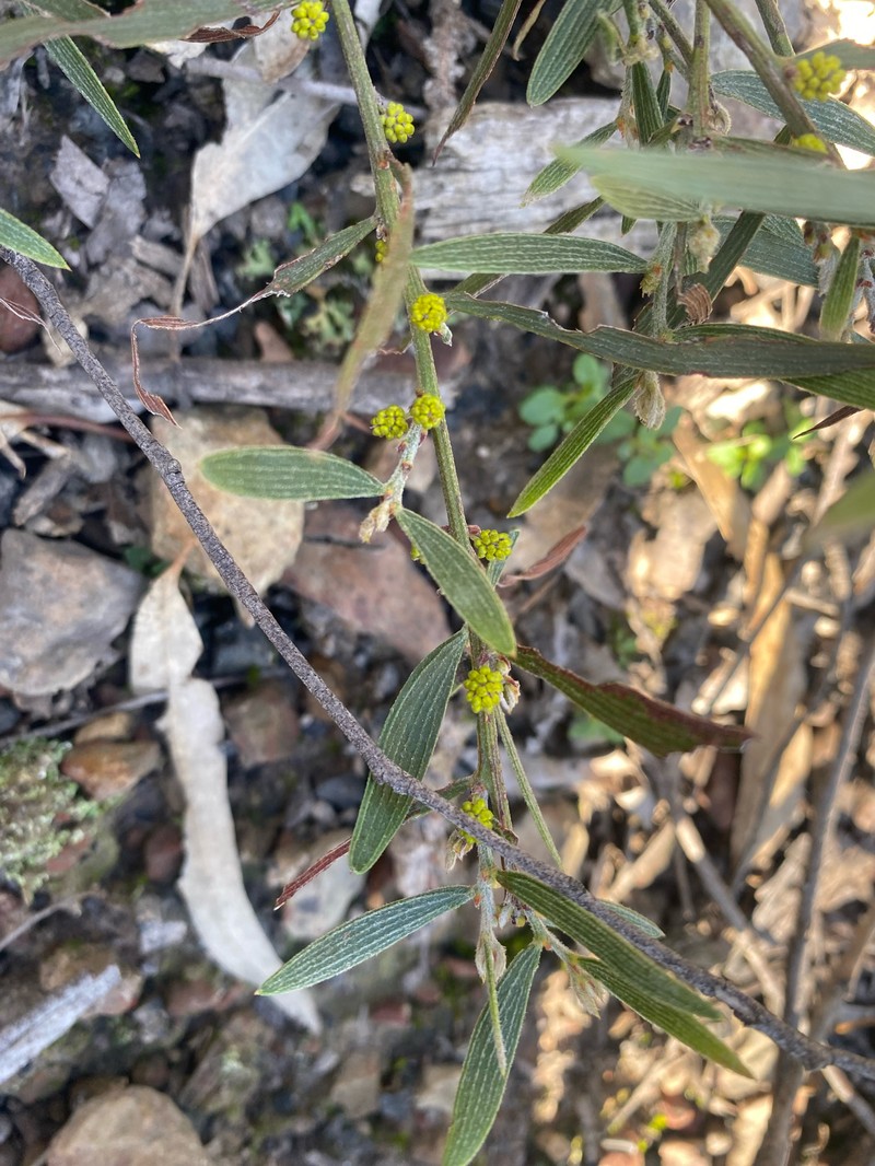 Acacia lanigera var. whanii photo 6