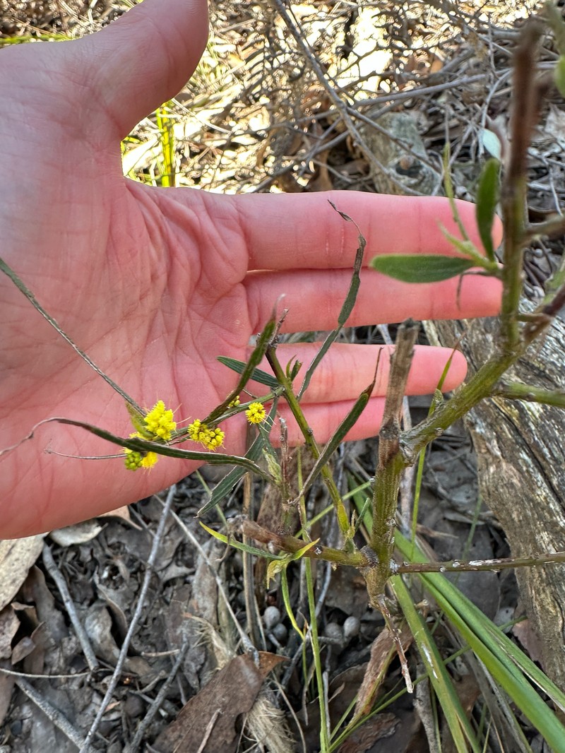 Acacia lanigera var. whanii photo 7