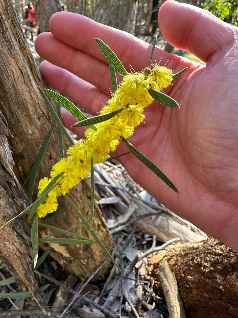 Acacia lanigera var. whanii photo 8