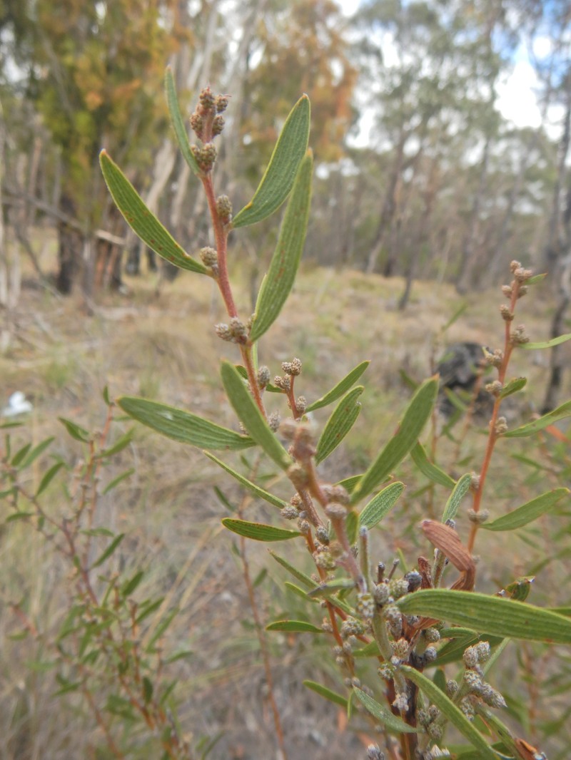 Acacia lanigera var. whanii
